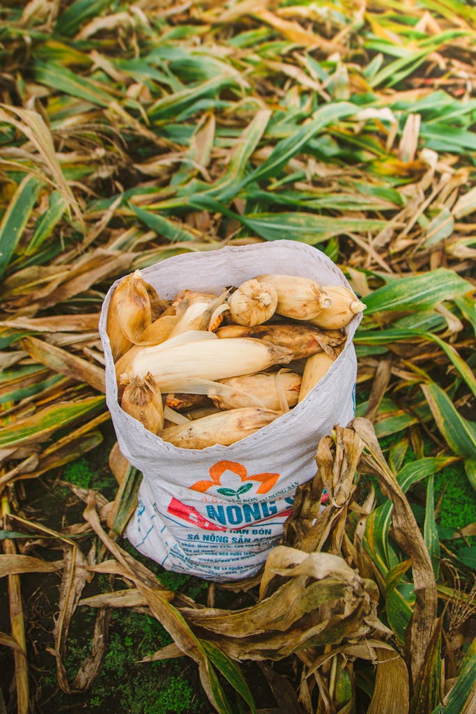 A bag of freshly harvested corn sits on the field in Vietnam, showcasing agricultural abundance.