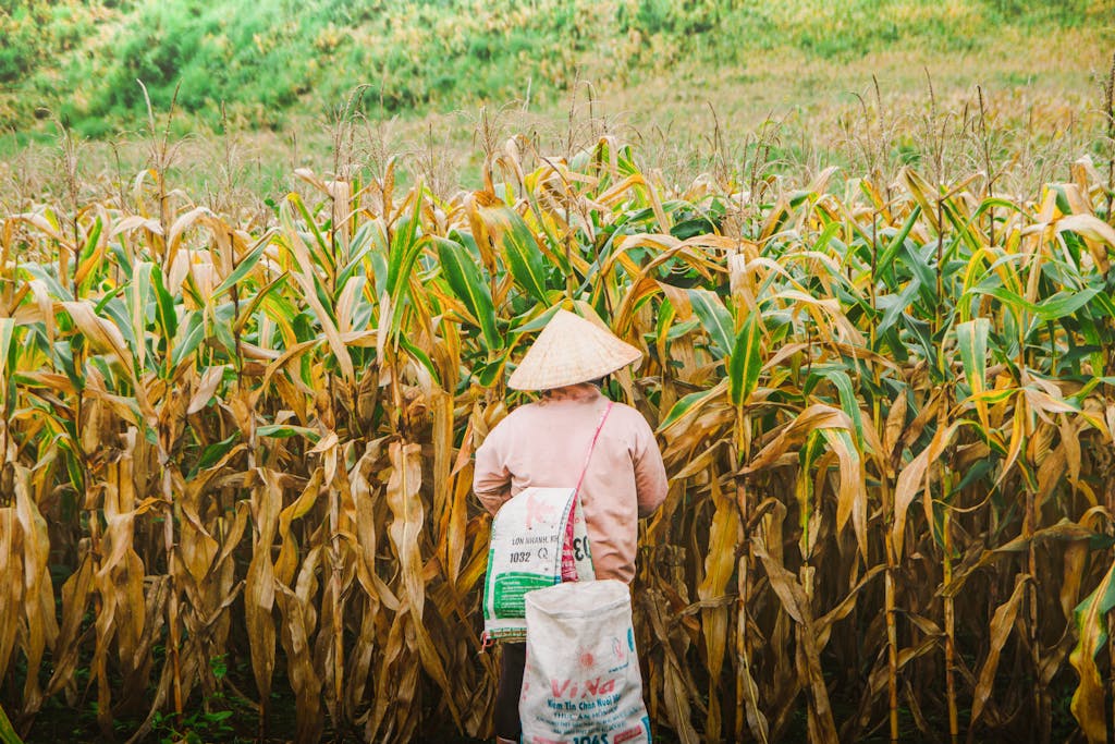 A Vietnamese farmer working in a lush cornfield, showcasing agriculture and traditional attire.