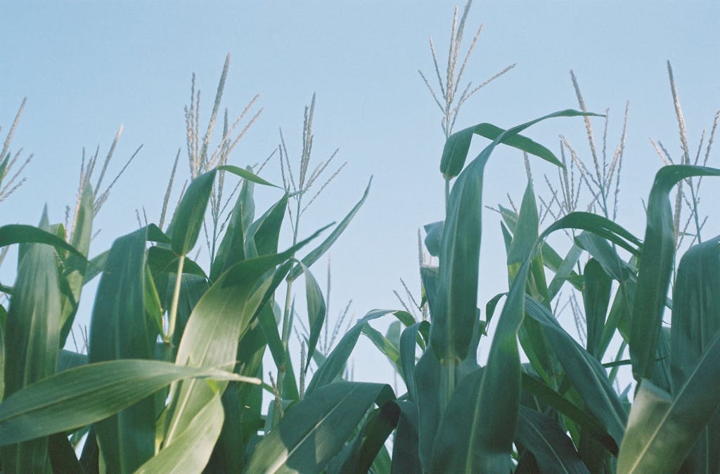 Lush green corn plants under a clear blue sky, capturing the essence of growth and nature.