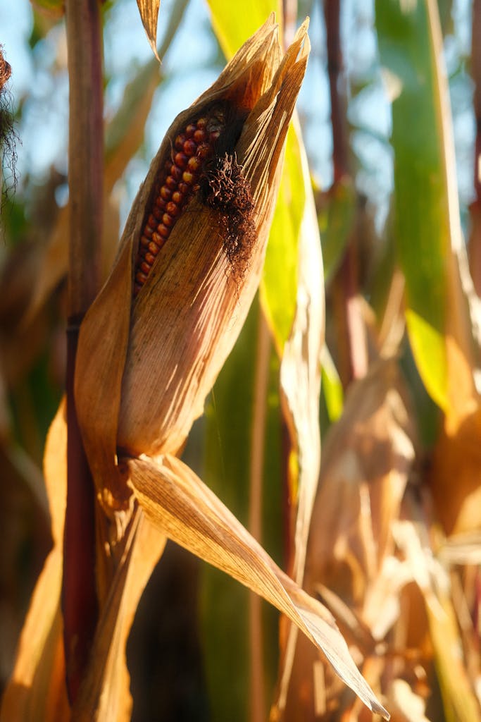 Sunlit close-up of ripened corn in a field, showcasing agricultural produce.