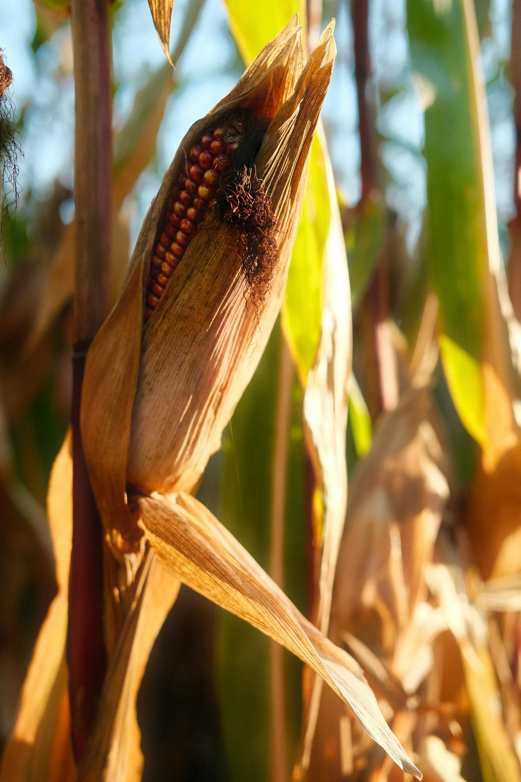 Sunlit close-up of ripened corn in a field, showcasing agricultural produce.