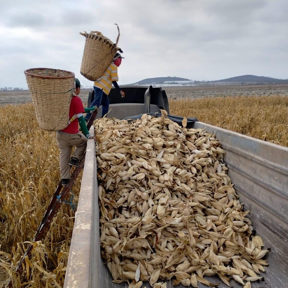 Recolección de hoja de maiz en campo